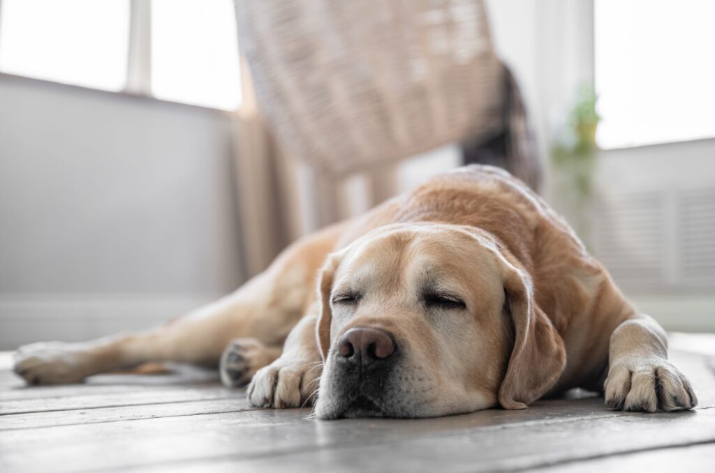 The dog is sleeping on the floor