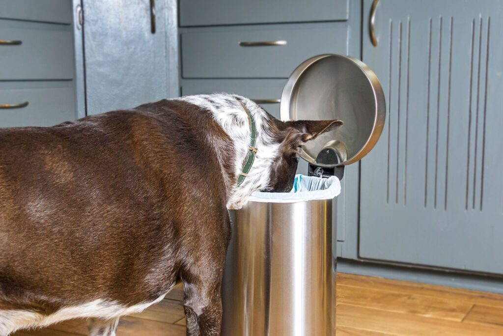 The dog is sniffing the trash can