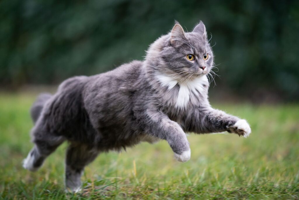 The gray cat is running