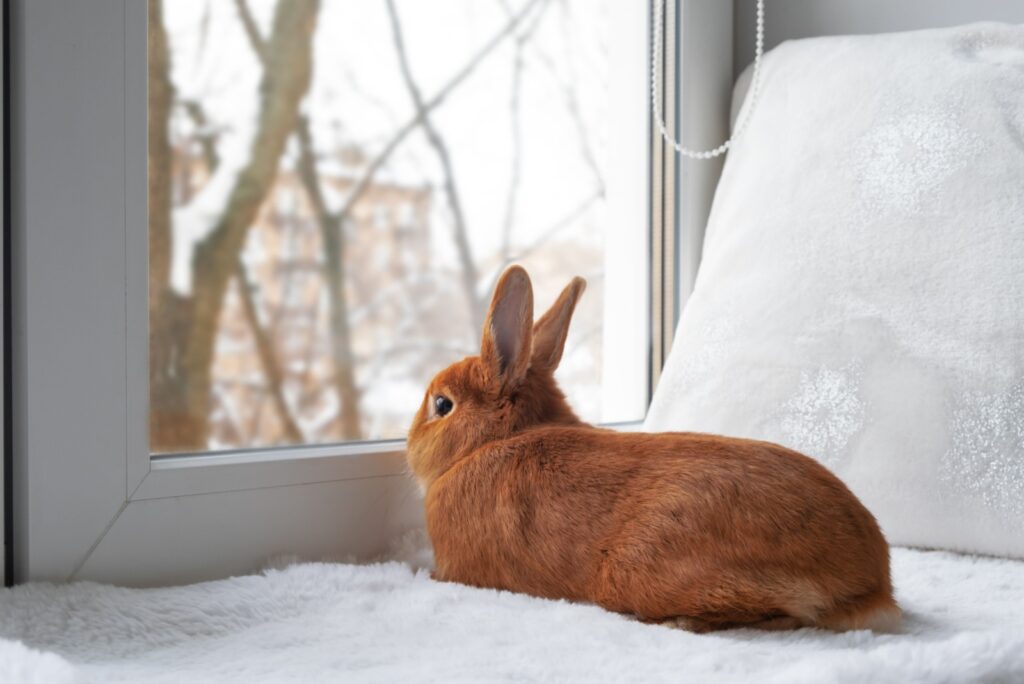 The rabbit is lying by the window