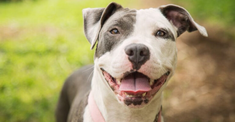 Think You Know Pit Bulls 15 Surprising Reasons They're Great Pets