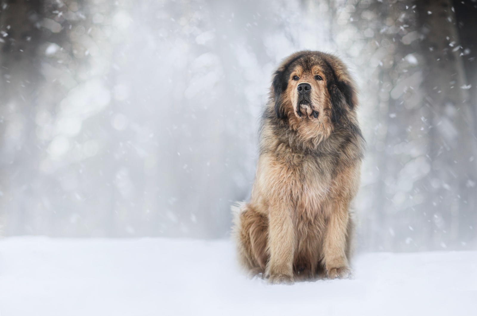 Tibetan Mastiff