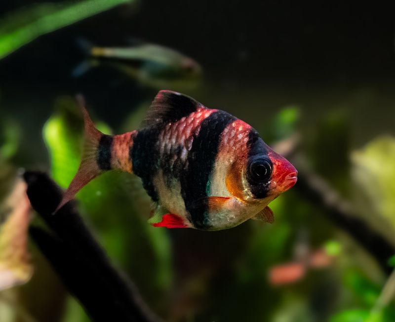 Tiger Barb