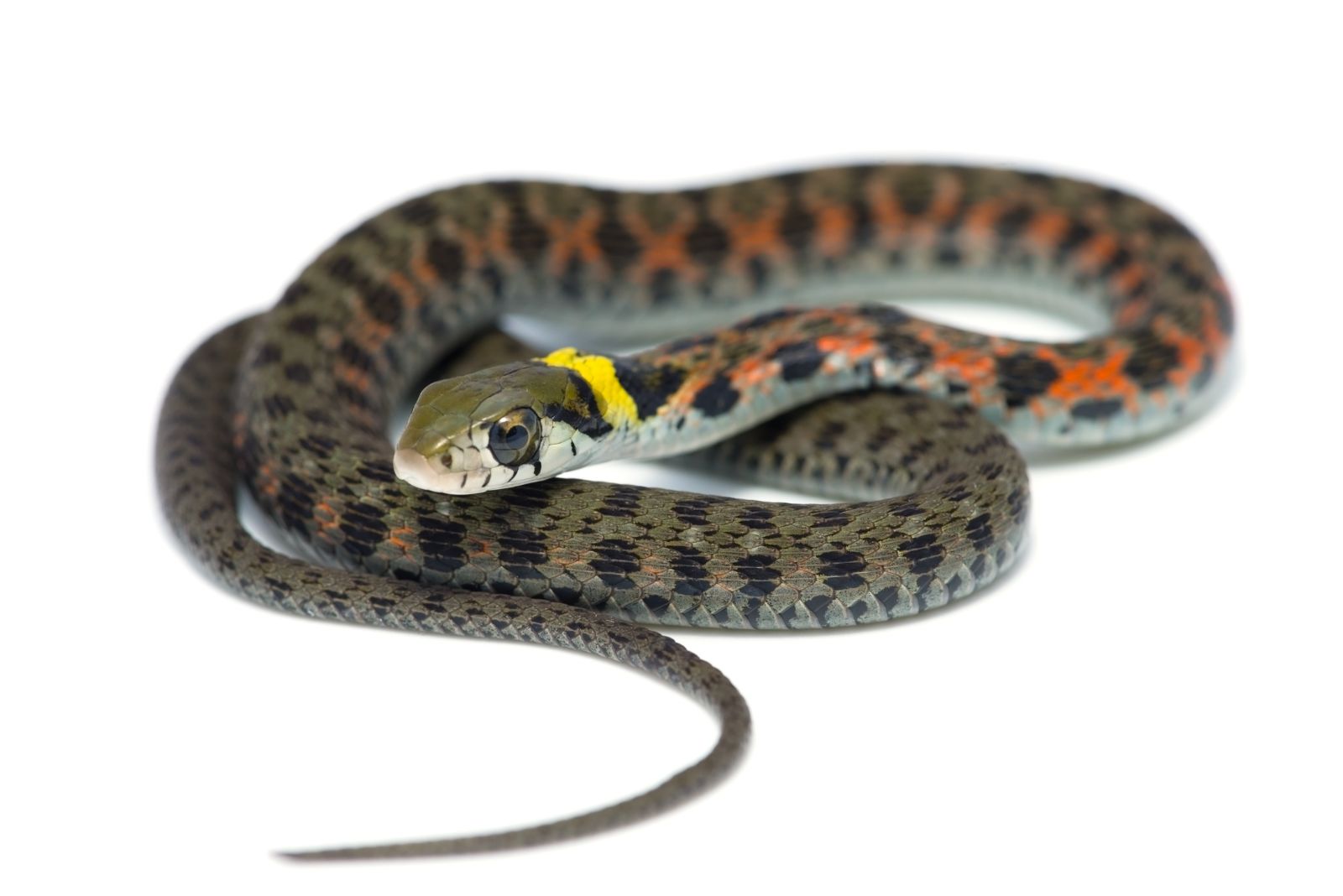 Tiger Keelback Snake