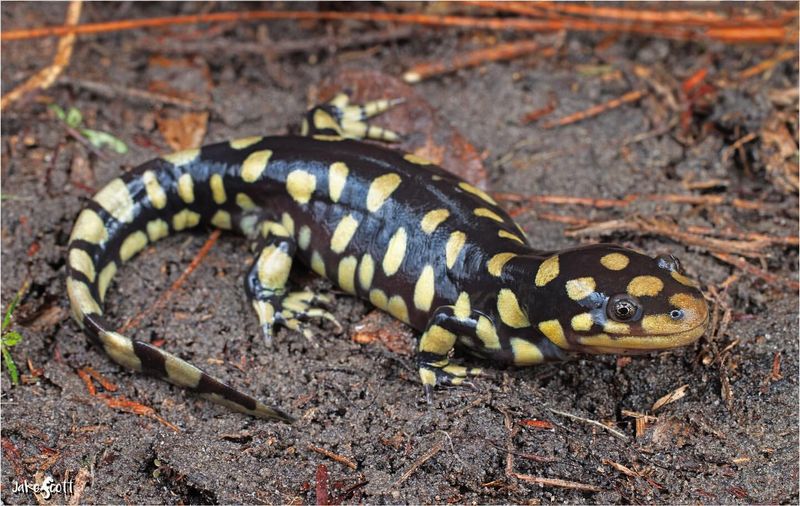 Tiger Salamander