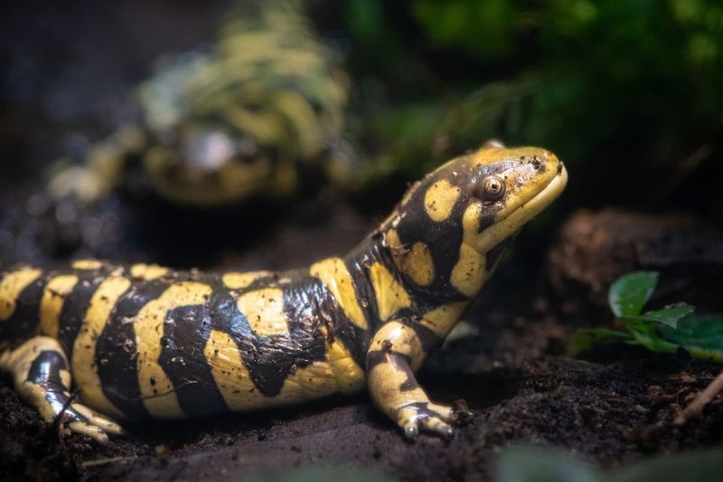 Tiger Salamander