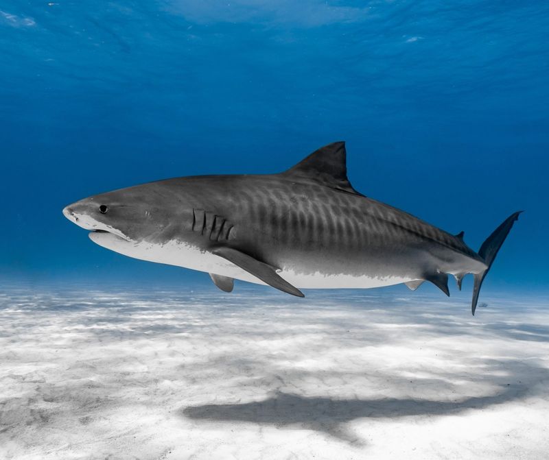 Tiger Shark