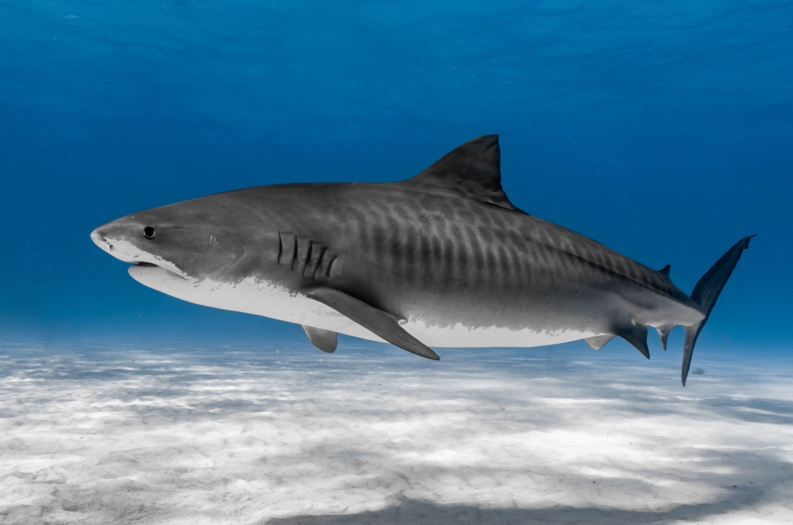 Tiger Shark