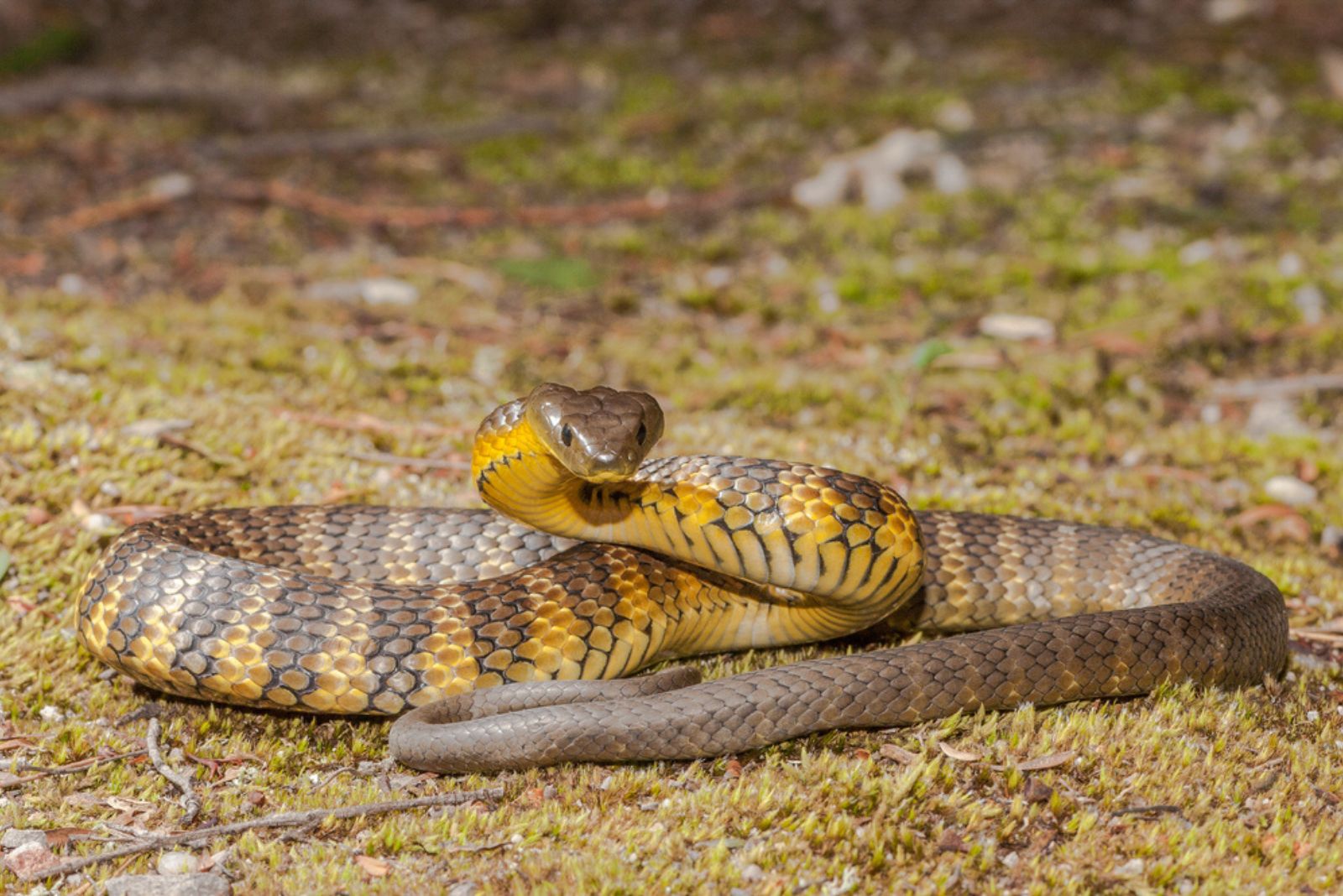 Tiger Snake