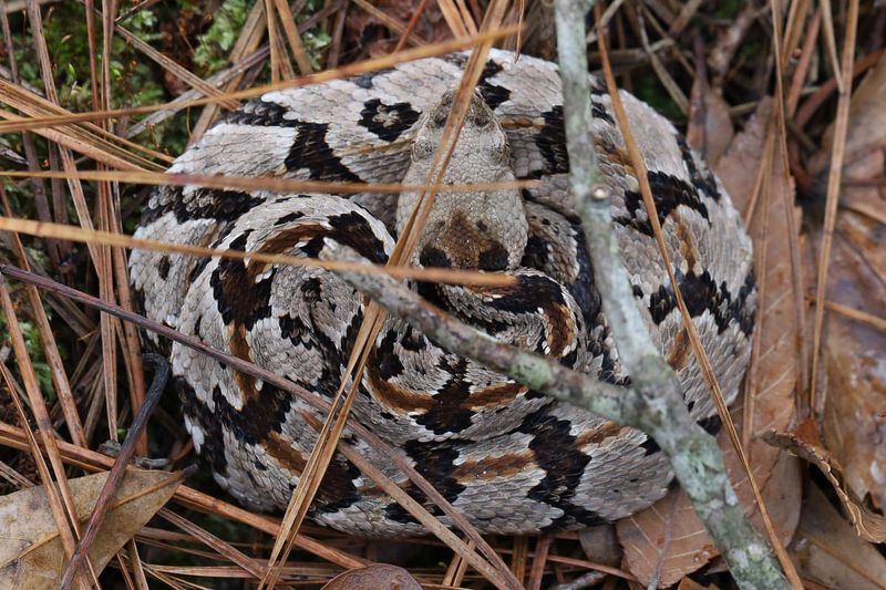 Timber Rattlesnake