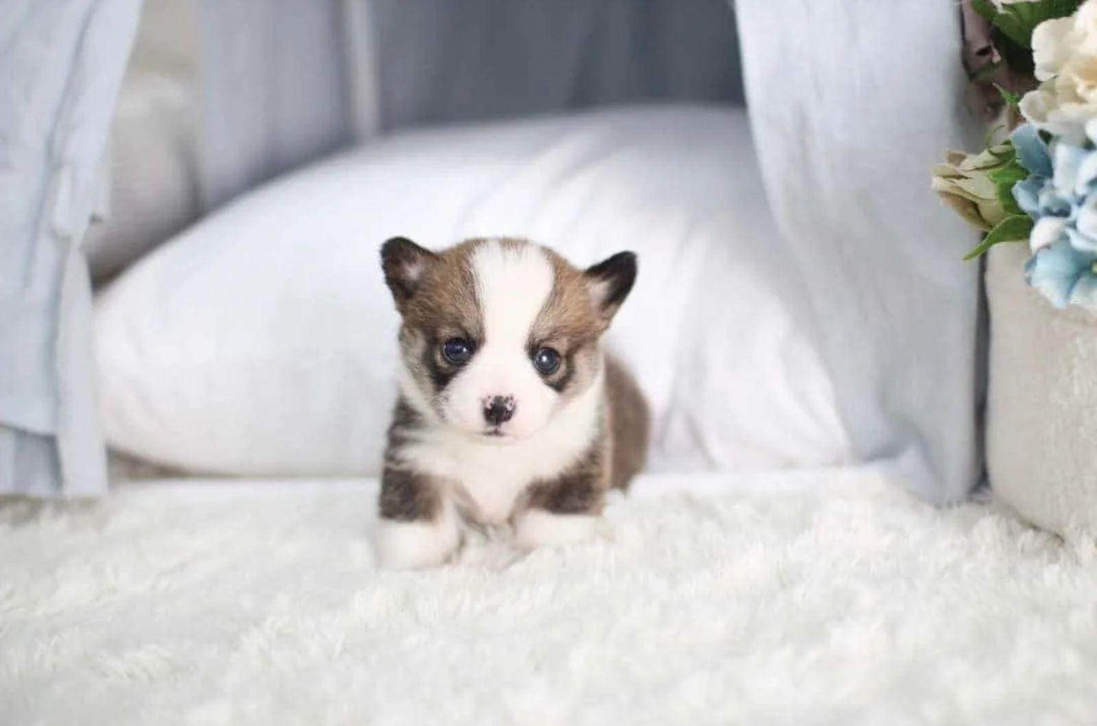 Tiny Teacup Corgi