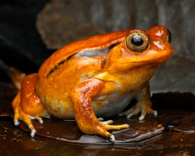 Tomato Frog