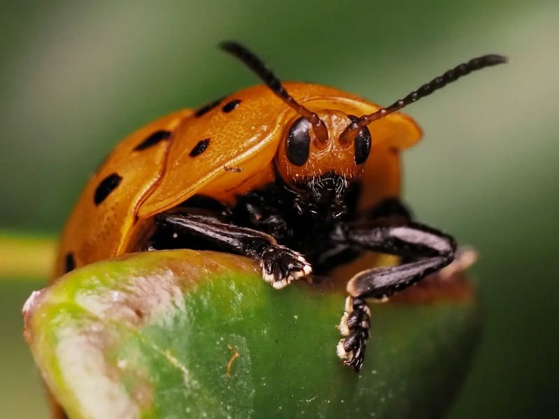 Tortoise Beetle