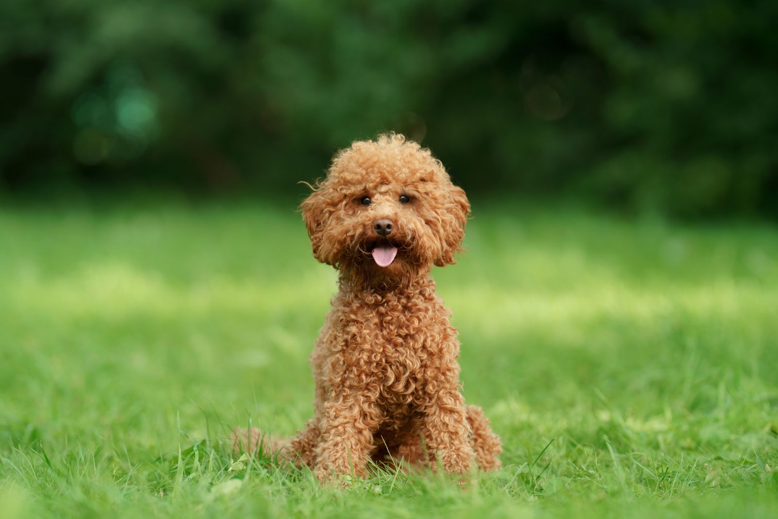 Toy Poodle