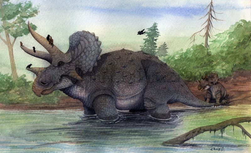 Triceratops