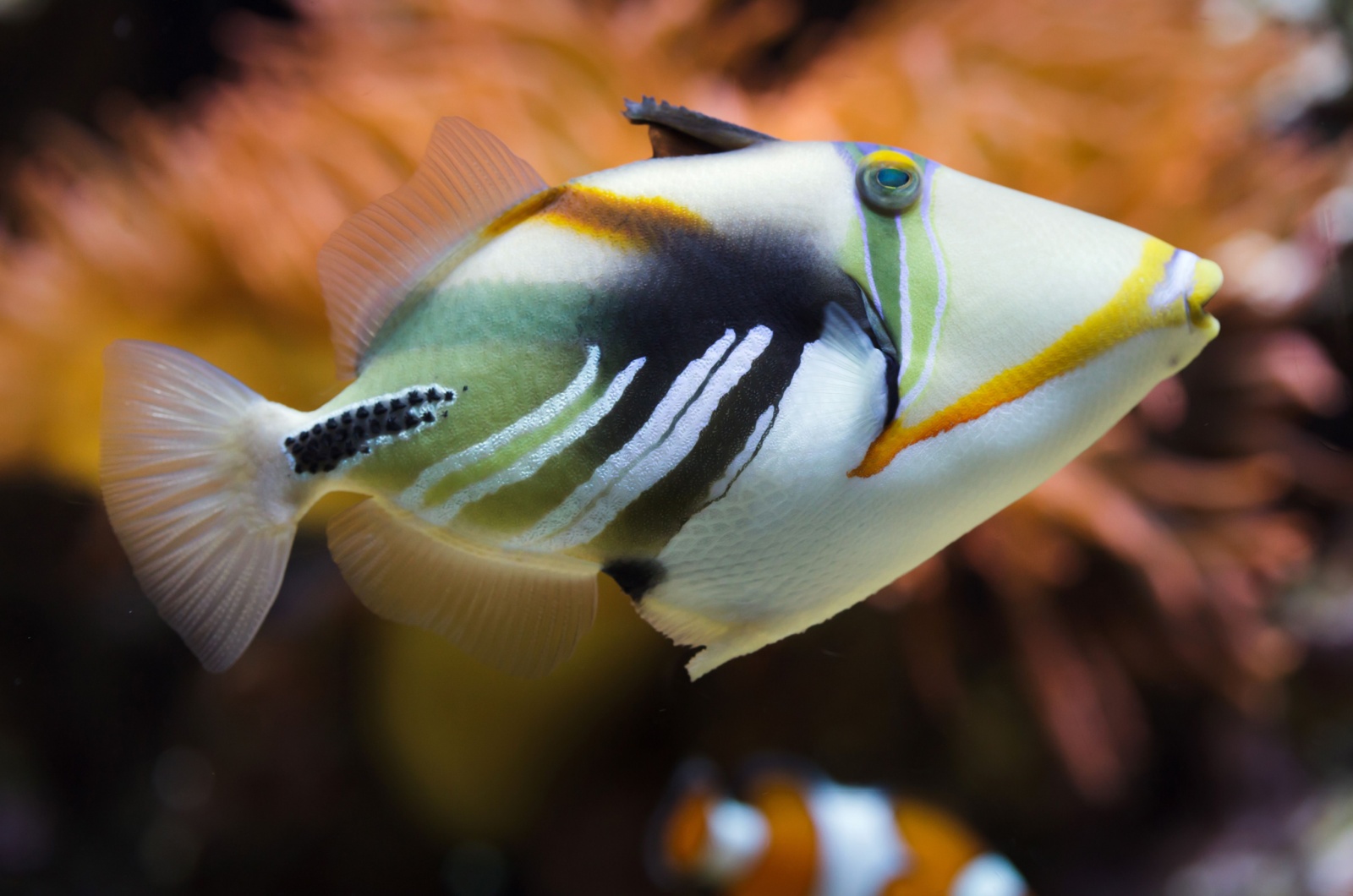 Triggerfish