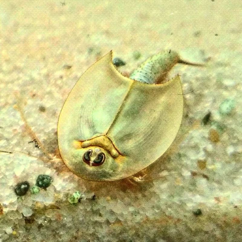 Triops