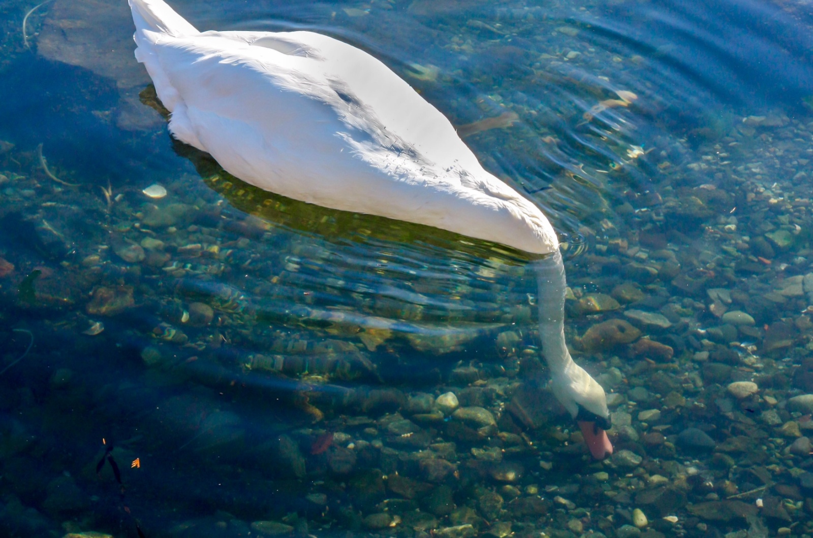 Trumpeter Swan