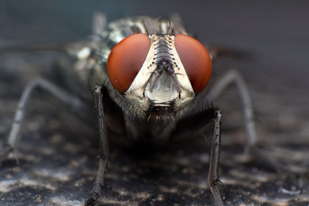 Tsetse Fly