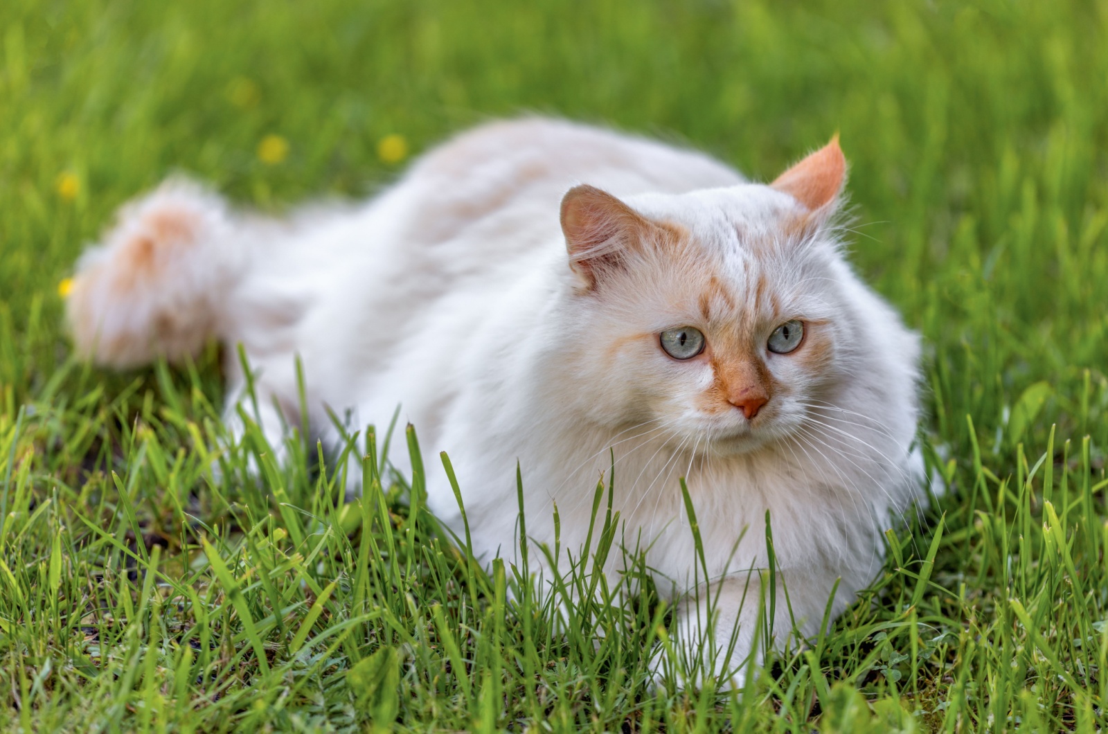 Turkish Van