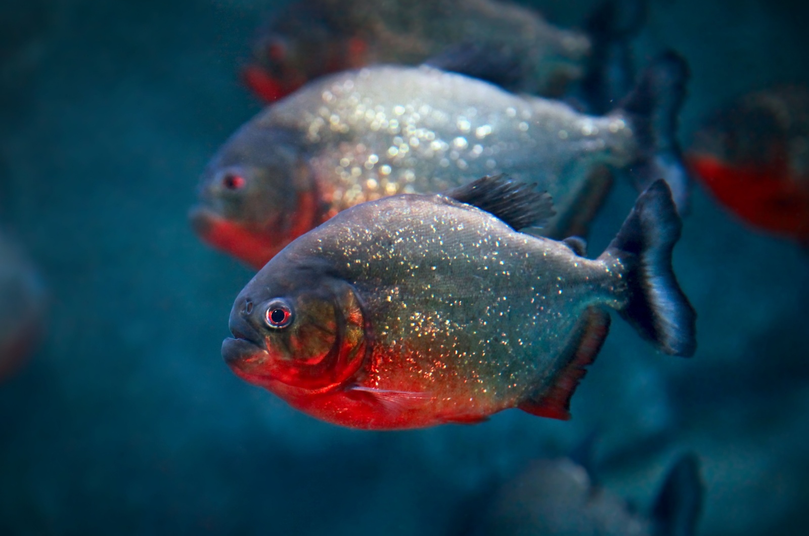 Two Piranhas