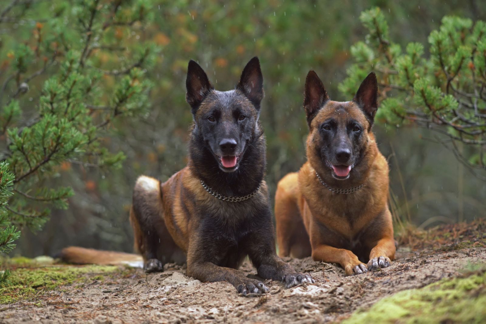 Two belgian malinois dogs