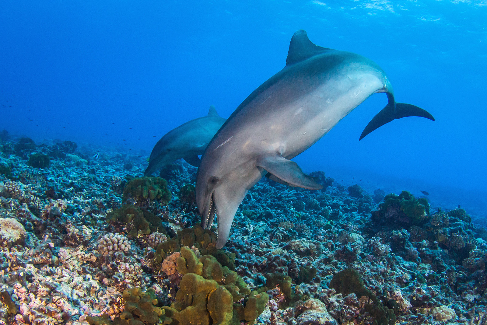 Two dolphins