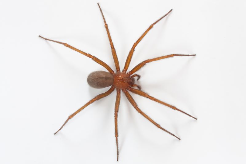 Chilean Recluse Spider