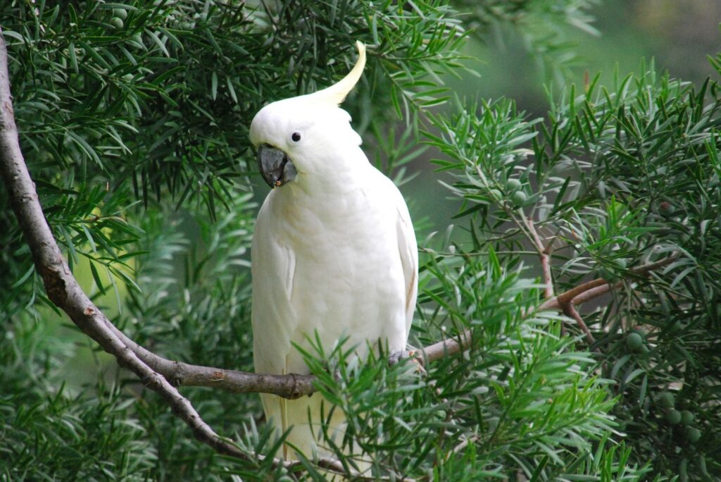 Umbrella Cockatoo