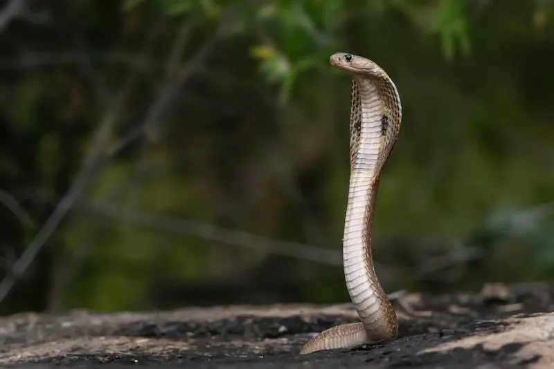 Unique Mating Rituals