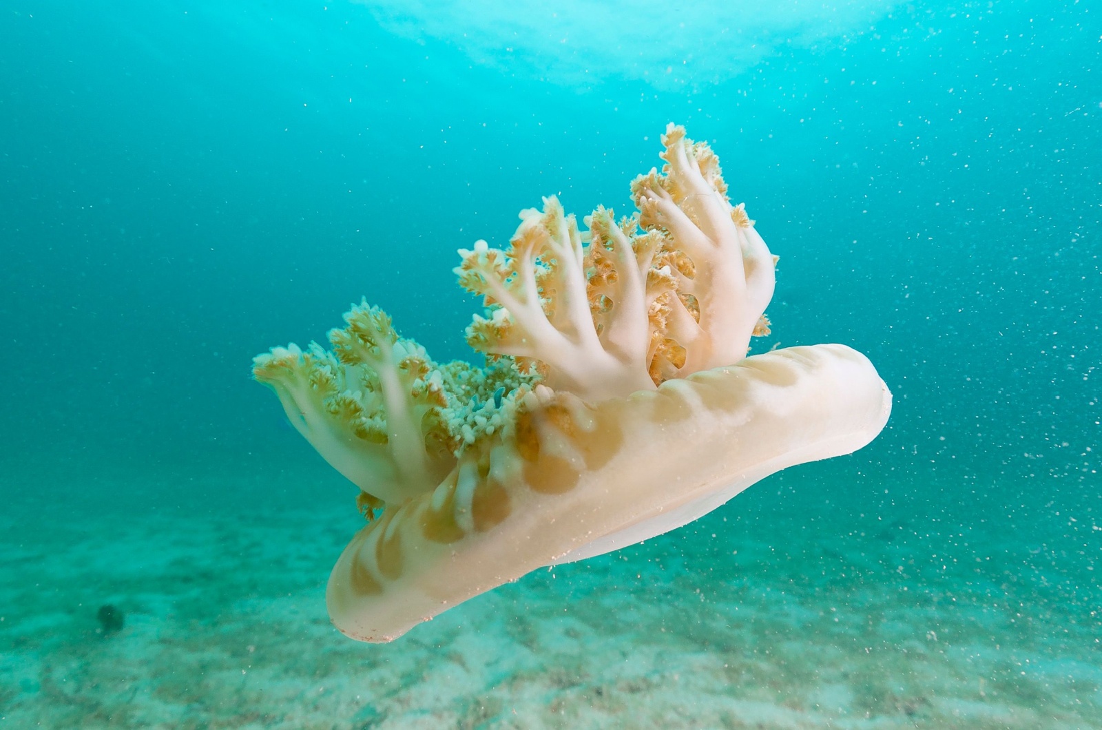 Upside-Down Jellyfish