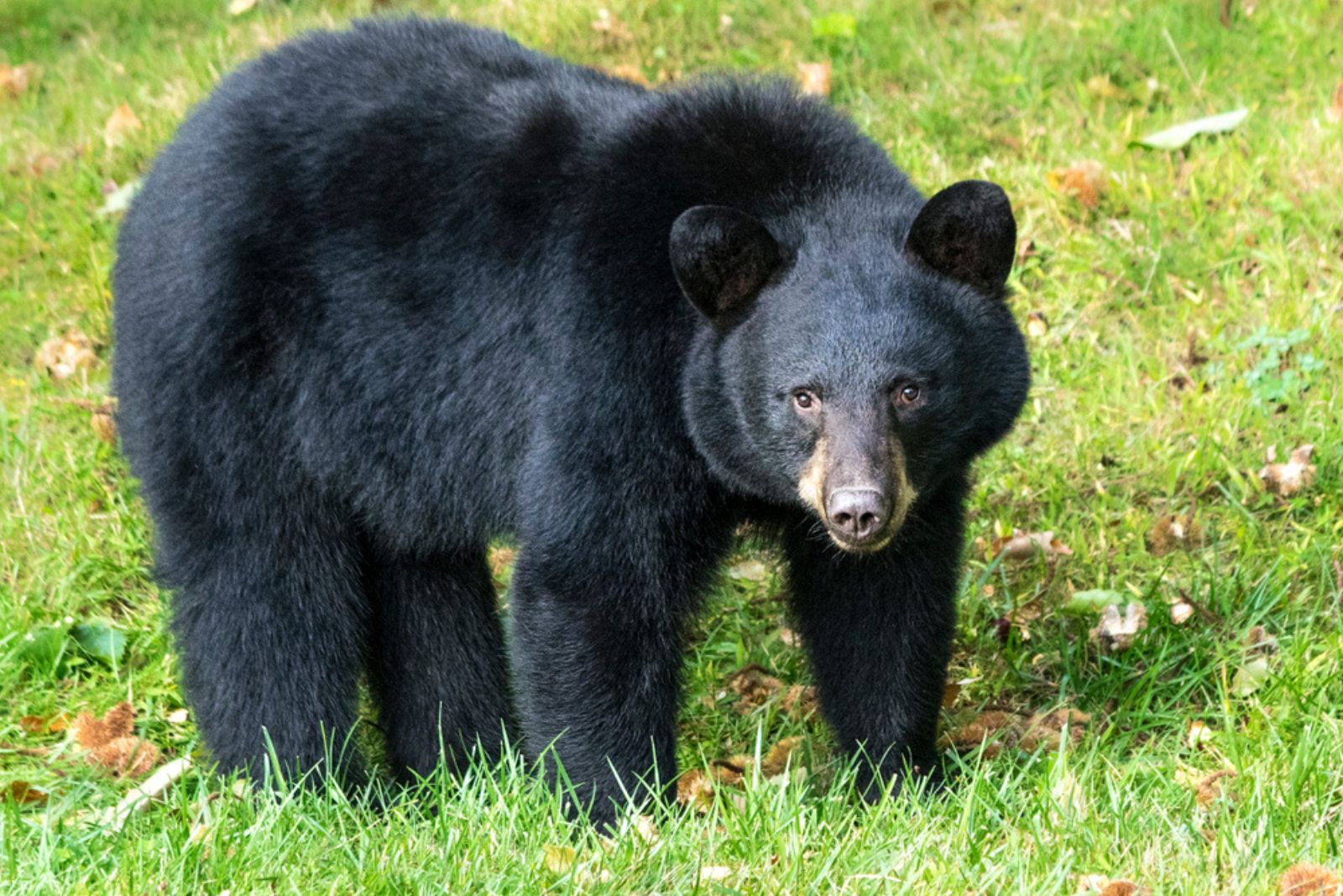 Ursus Americanus