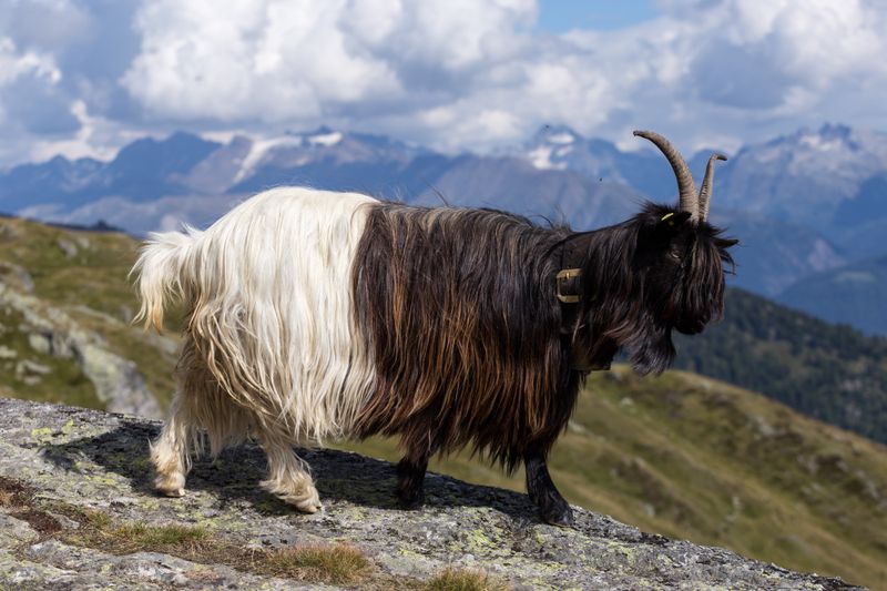 Valais Blackneck