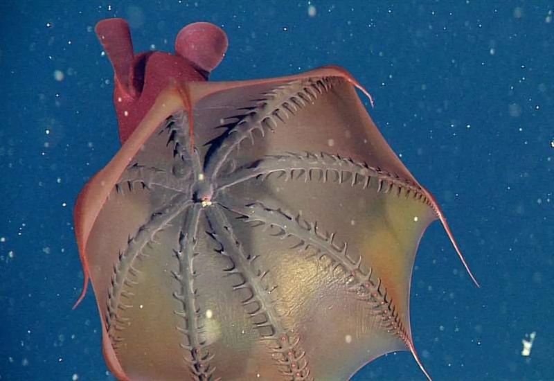 Vampire Squid