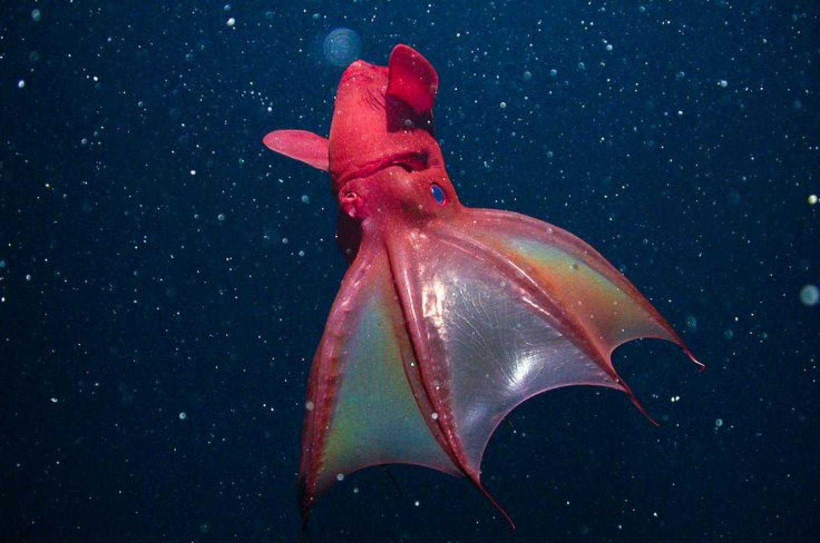 Vampire squid