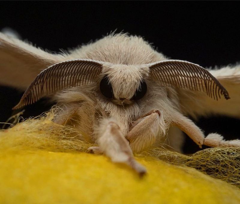 Venezuelan Poodle Moth