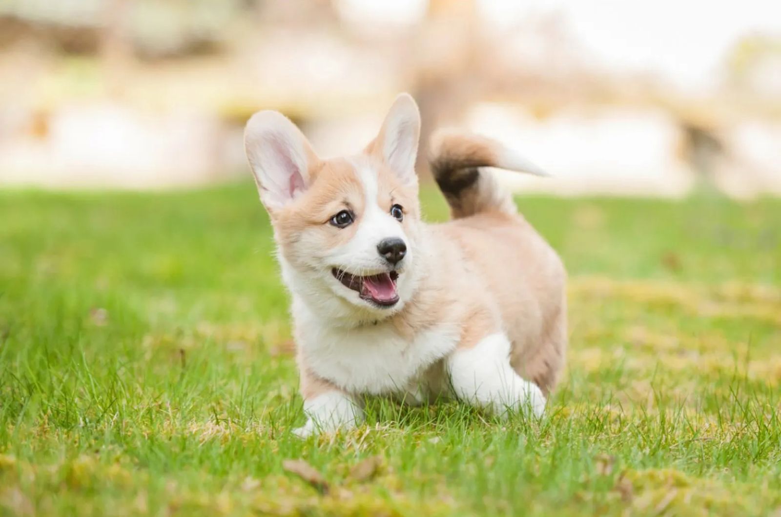 Very Sweet Teacup Corgi