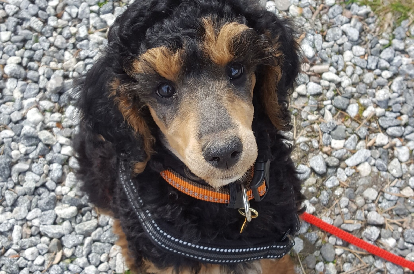 Very sweet phantom poodle