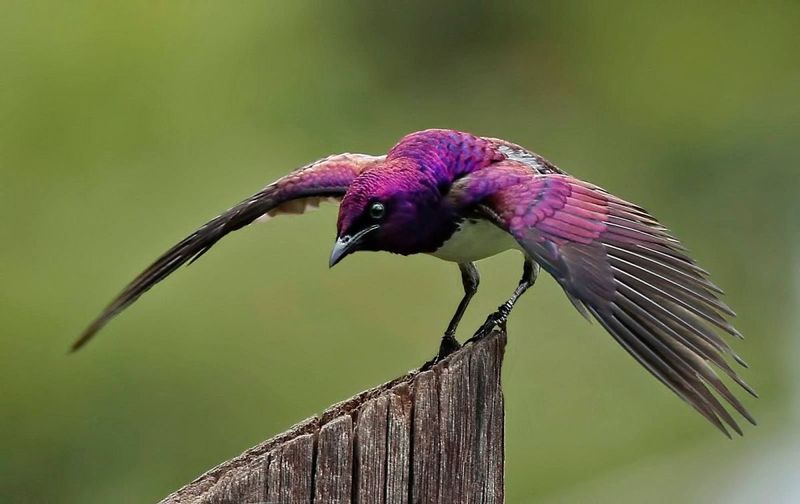 Violet-Backed Starling