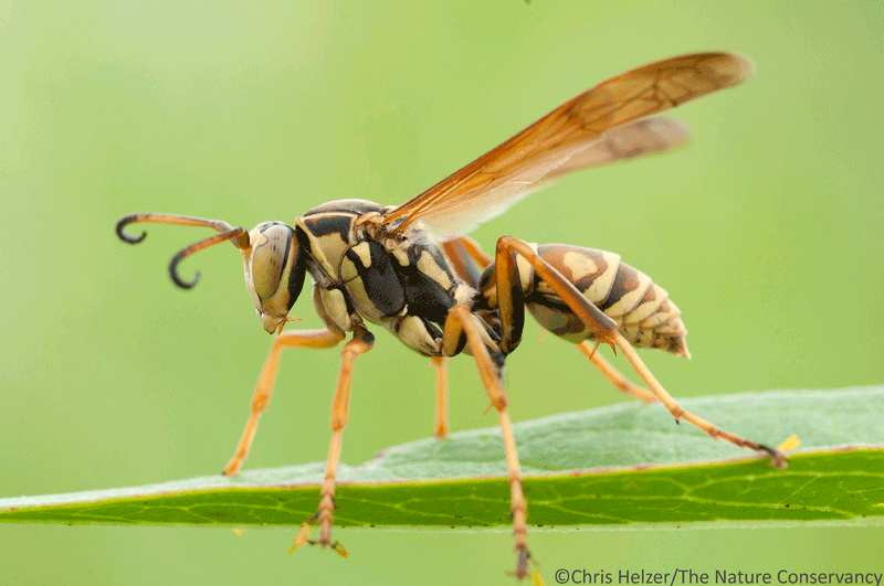 Wasps