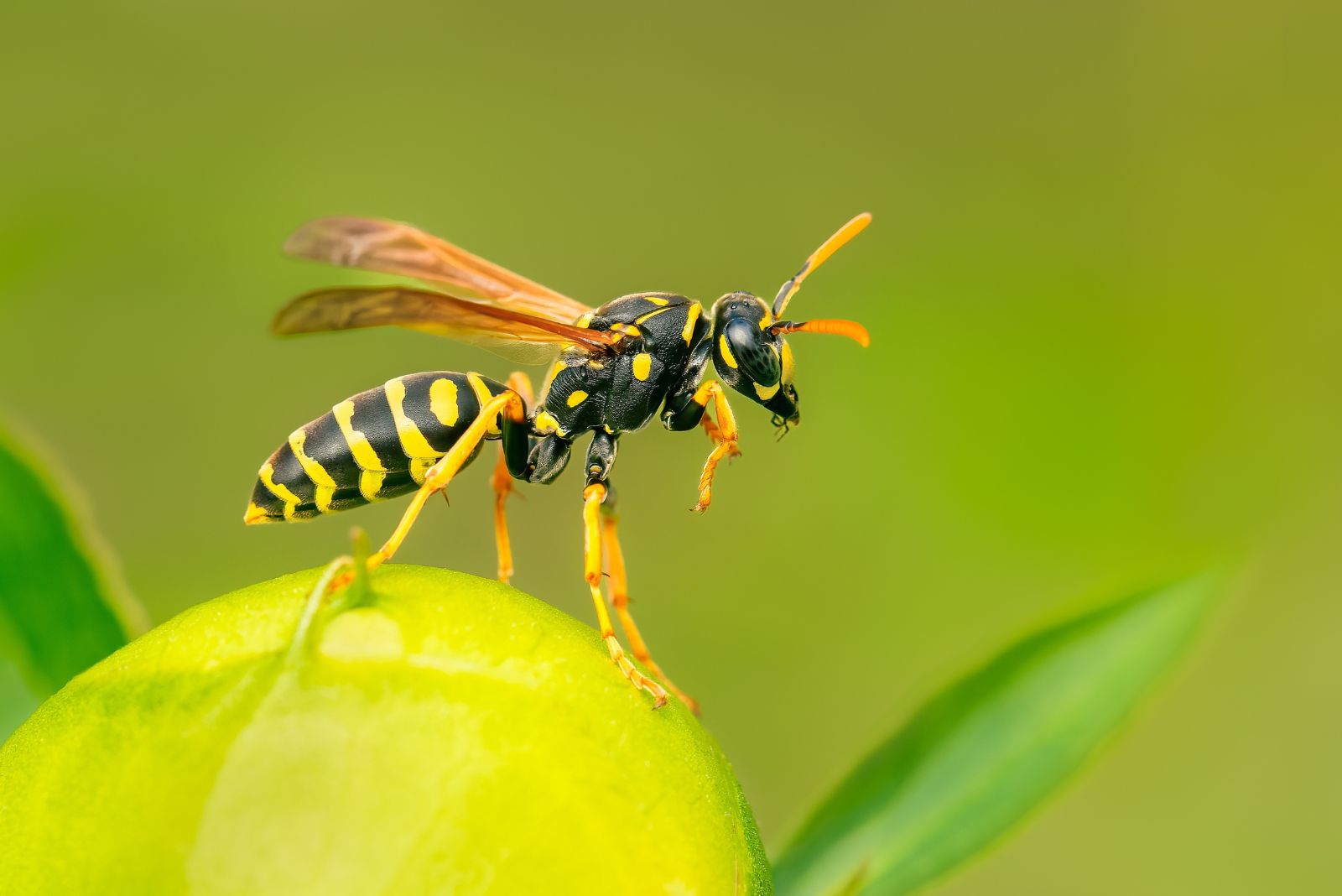 Wasps