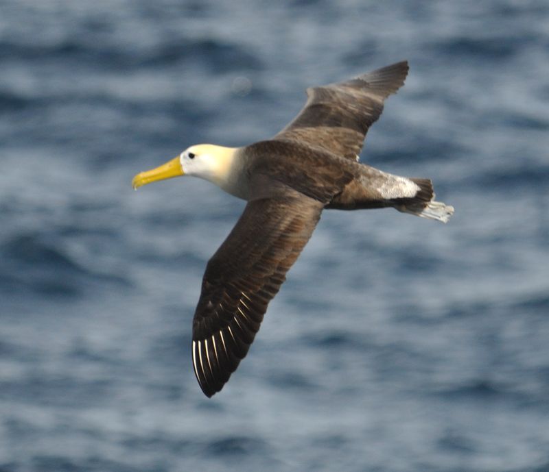 Waved Albatross