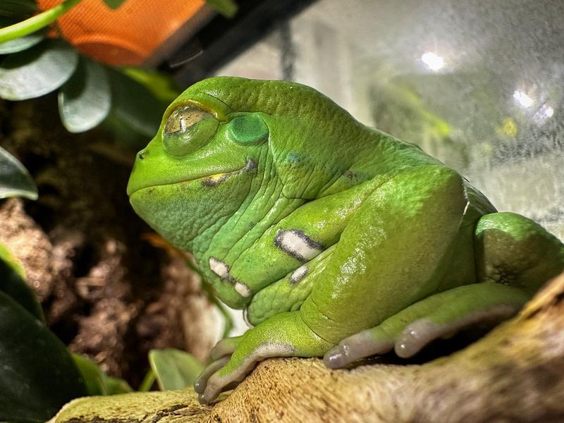 Waxy Monkey Tree Frog