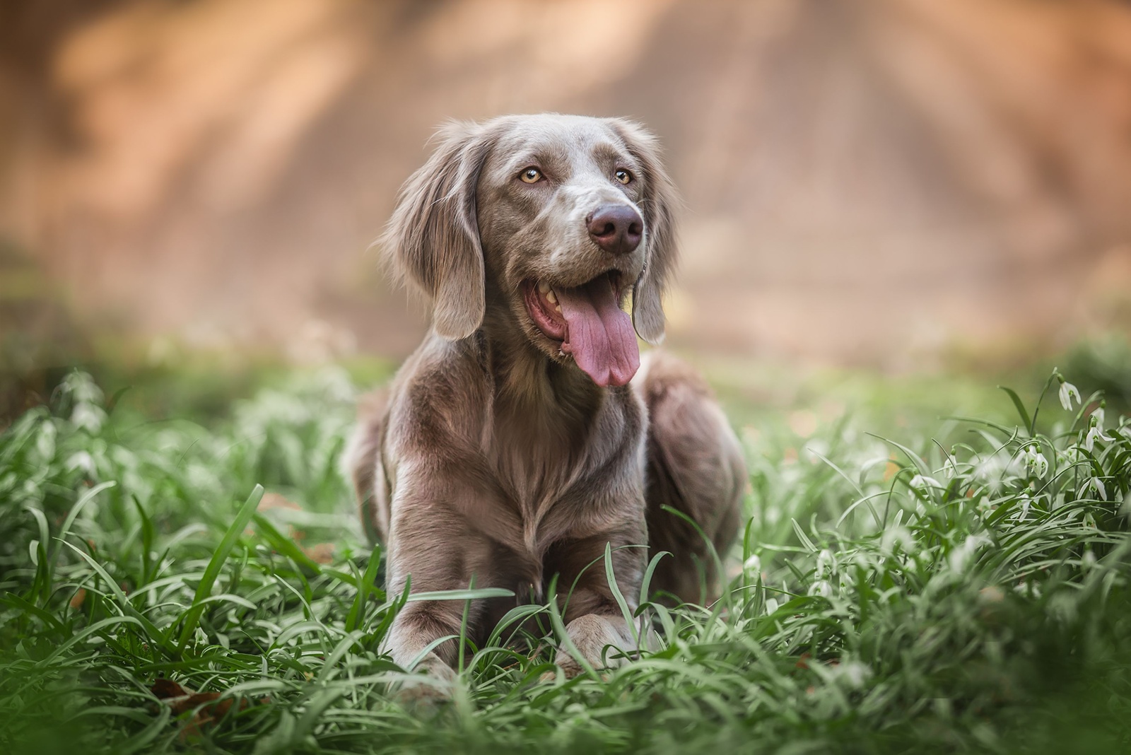 Weimaraner dog