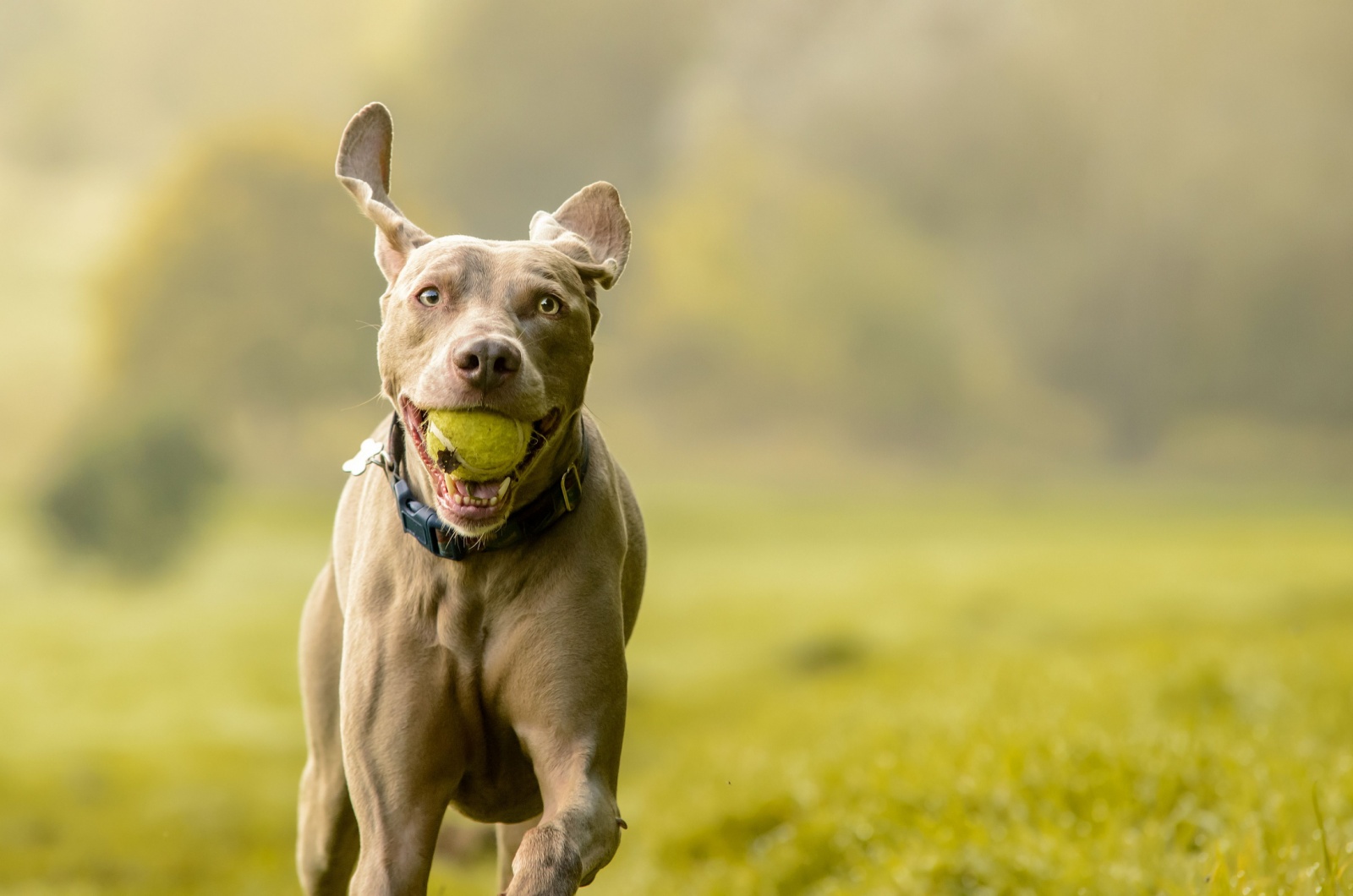 Weimaraner