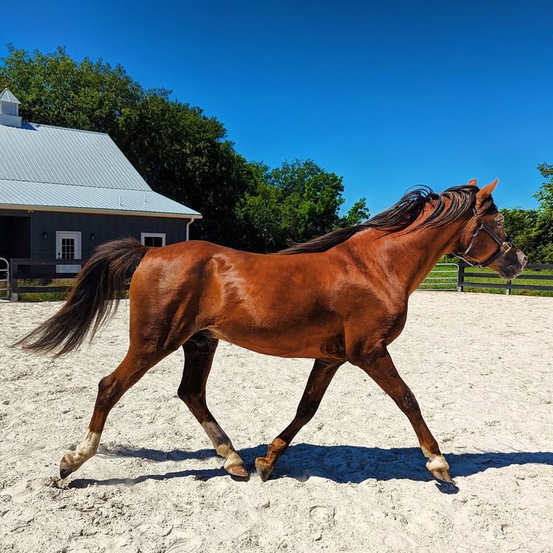 Welsh Pony