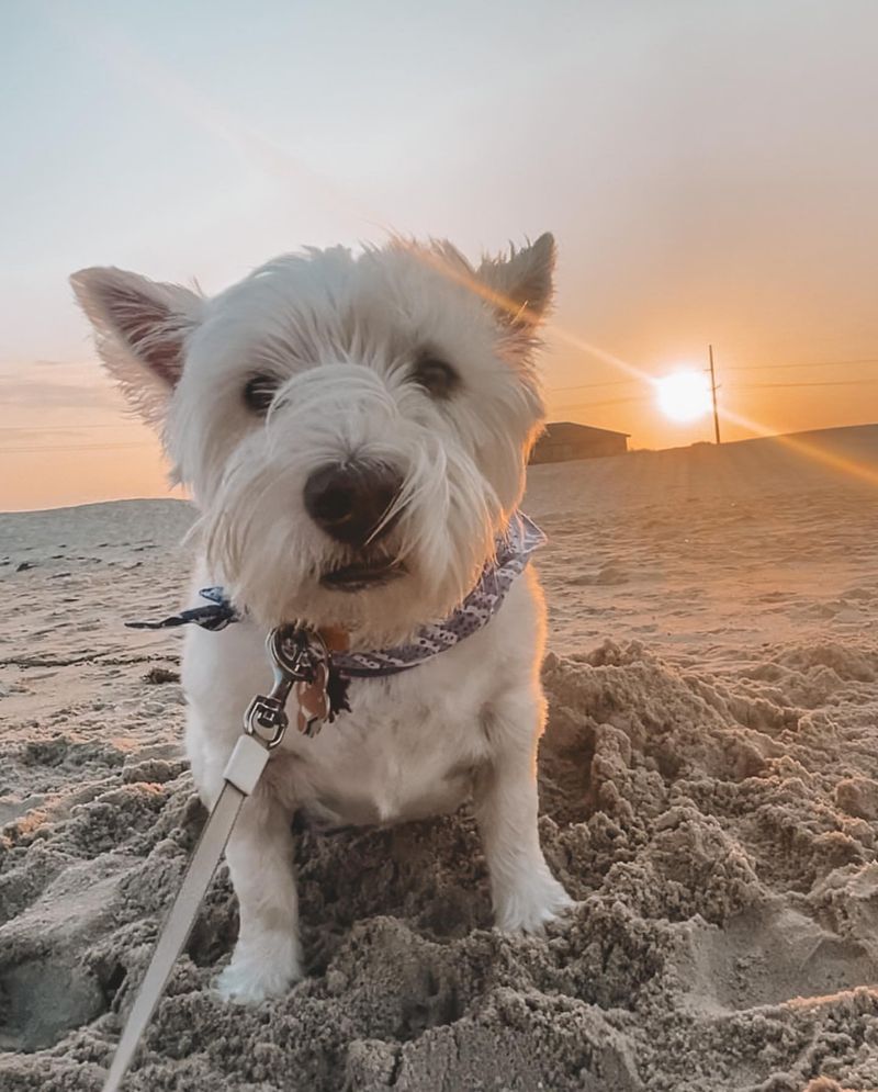 West Highland White Terrier