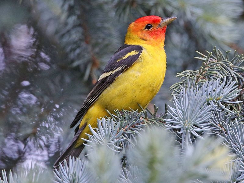 Western Tanager (Piranga ludoviciana)