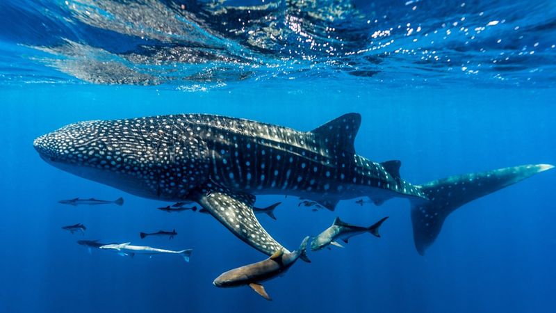 Whale Shark