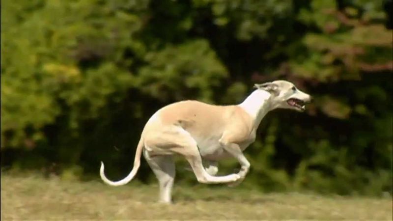 Whippet